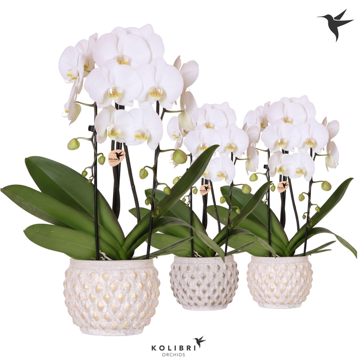 <h4>Kolibri Orchids Phalaenopsis Cascade Niagara Fall white 2 spike in Marrakesh pot gold copper mix</h4>
