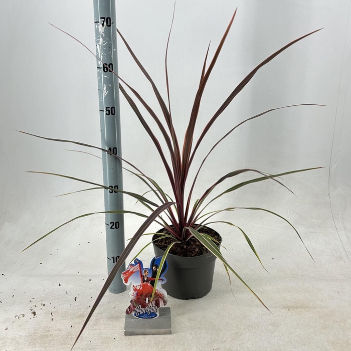 <h4>Cordyline</h4>