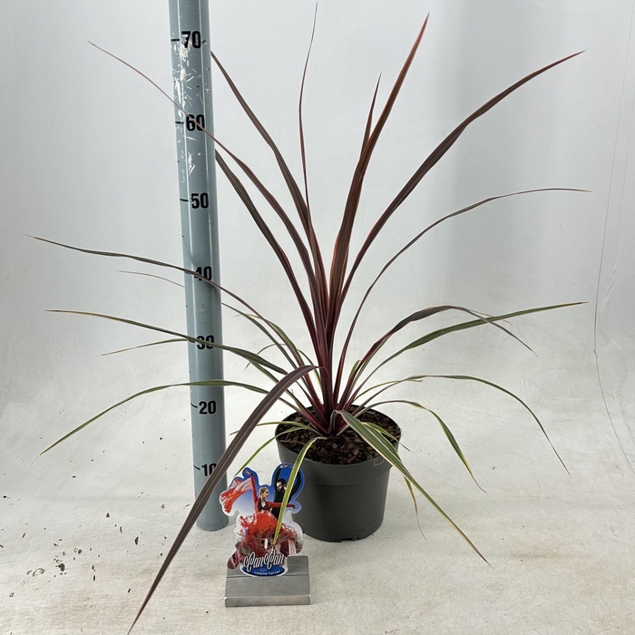 Cordyline