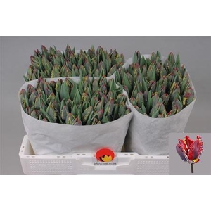 XXXX TU PA ROCOCO    SF