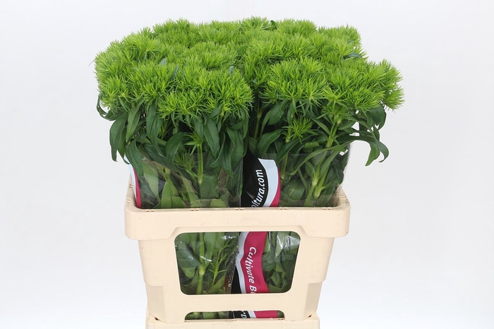 <h4>Dianthus Br Kiwi Cool</h4>