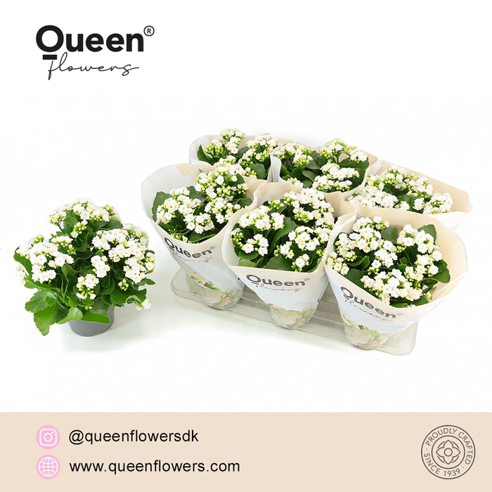<h4>Kalanchoe Greta Wit P14 Queen</h4>