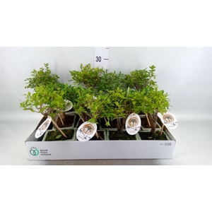 Bonsai   ...mix
