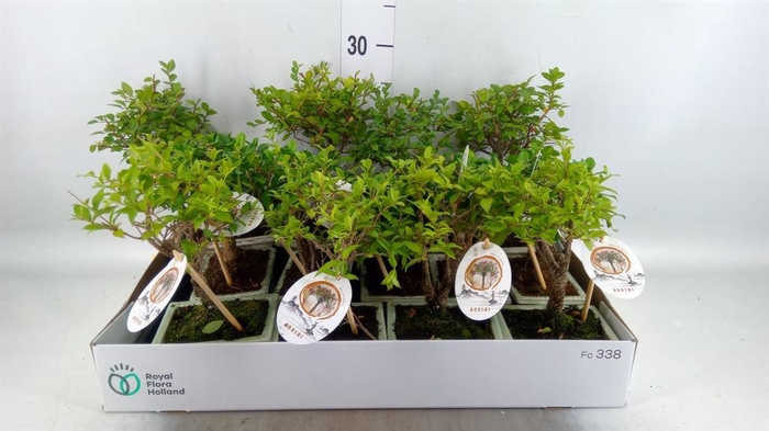 <h4>Bonsai   ...mix</h4>