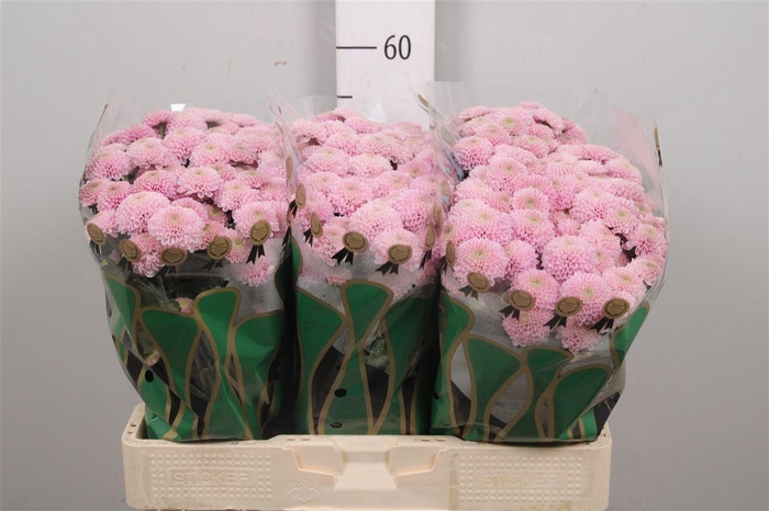 <h4>Chr S Ellison Sweet</h4>