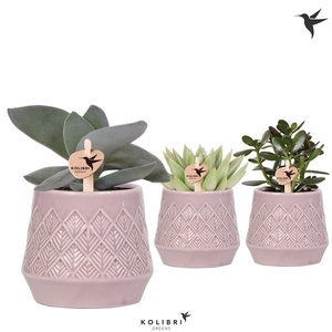 Kolibri Greens Succulenten mix in Bohemian pot pink