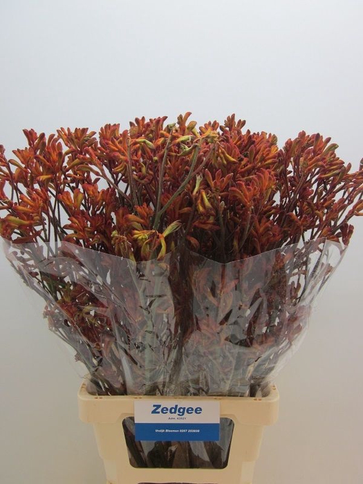 <h4>ANIGOZ SIENNA GOLD</h4>