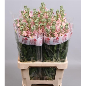 MATTH AIDA APRICOT