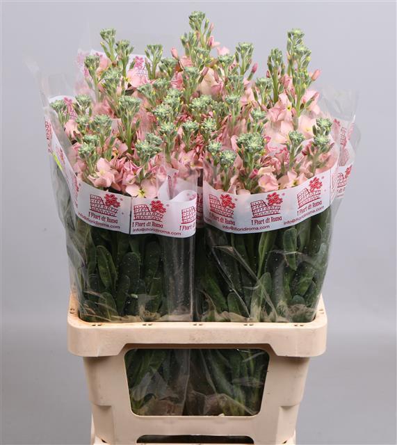 MATTH AIDA APRICOT