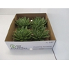 Echeveria Agavoides X4