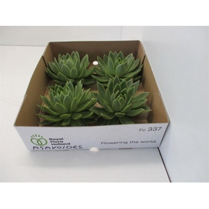 Echeveria Agavoides X4