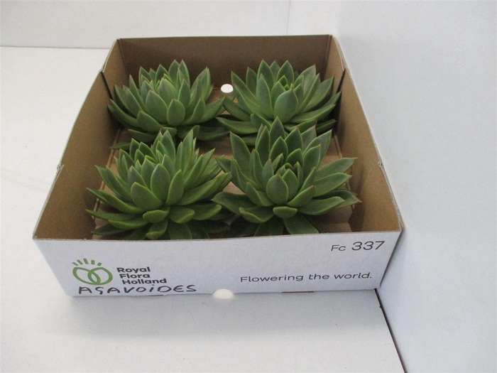 Echeveria Agavoides X4
