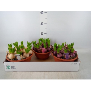 Hyacinthus orie. 'Pearl'  ...mix  3