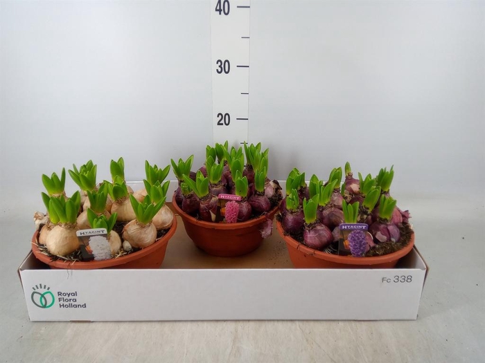 <h4>Hyacinthus orie. 'Pearl'  ...mix  3</h4>