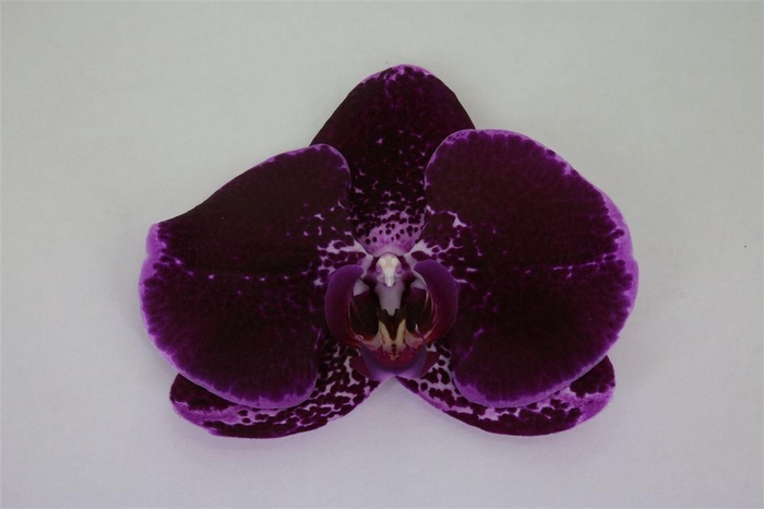 <h4>Phal Fl Lie-de-vin</h4>