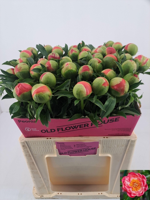 <h4>PAEO CORAL SUNSET</h4>