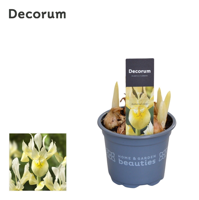 <h4>Iris Katharines Gold</h4>