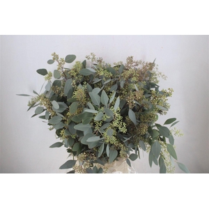 Euca Populus Berry 300gr P Bunch