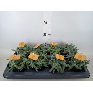 Crassula  'Kraaiepootje'