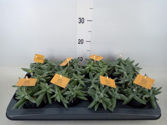 <h4>Crassula  'Kraaiepootje'</h4>