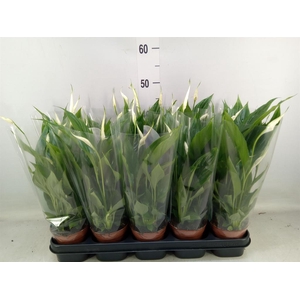 Spathiphyllum  'Torelli'