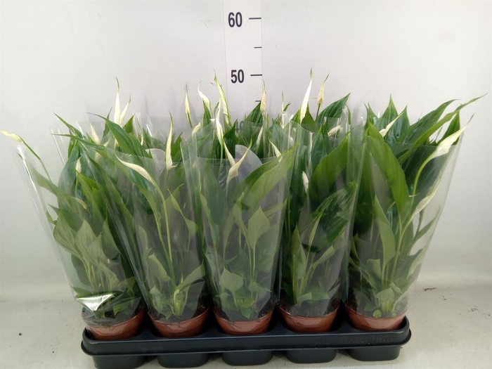 <h4>Spathiphyllum  'Torelli'</h4>