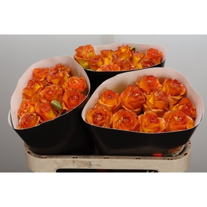 Wax-Rozen Wax Classic Gold