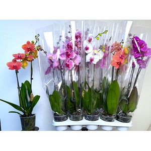 PHAL GEM 8 KL