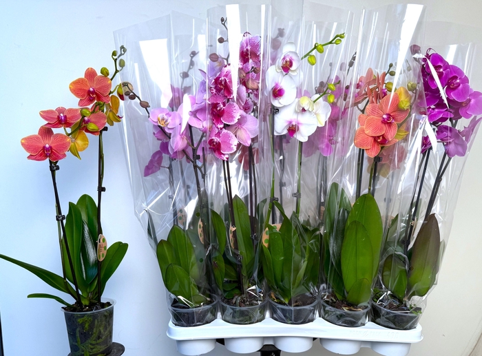 <h4>PHAL GEM 8 KL</h4>