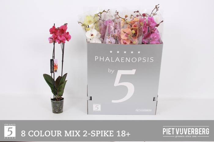 <h4>PHAL GEM 8 KL</h4>
