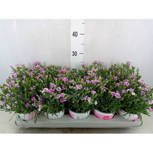 Dianthus  'Pink Kisses'