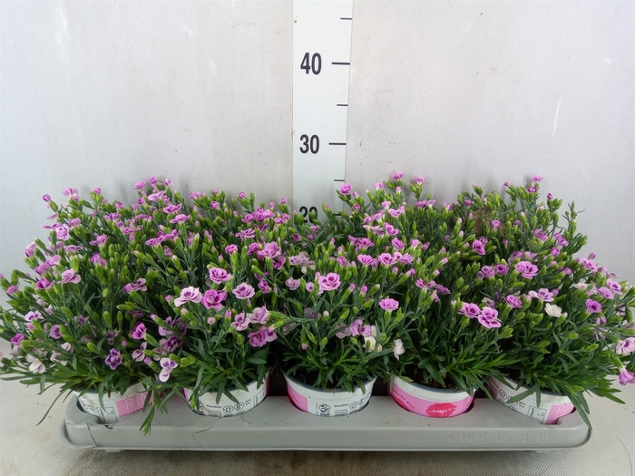 <h4>Dianthus  'Pink Kisses'</h4>