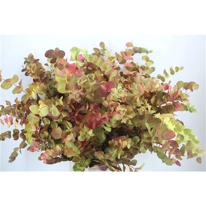 EUCA CINEREA DE LUXE 200GR P BUNCH