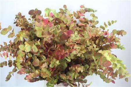 <h4>EUCA CINEREA DE LUXE 200GR P BUNCH</h4>