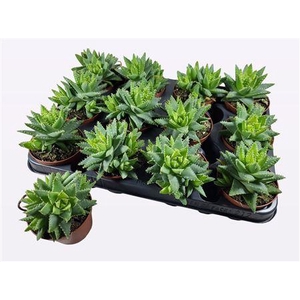 Aloe Brevifolia
