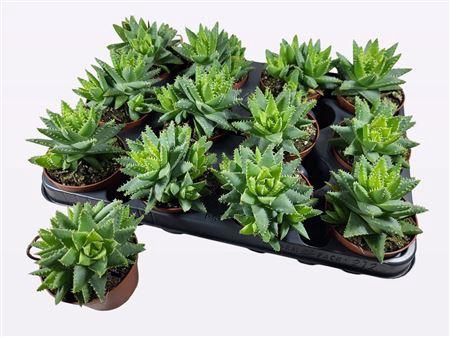 <h4>Aloe Brevifolia</h4>