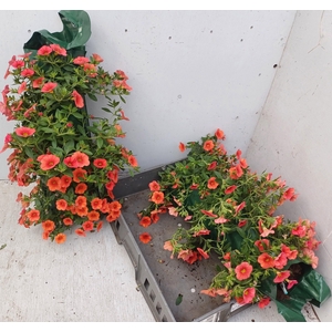 CALIB CA ORANGE