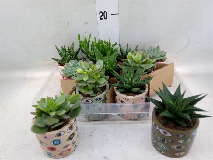 <h4>Succulents   ...</h4>