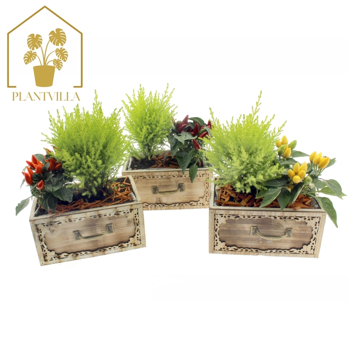 <h4>ARR TUINPLANTEN</h4>