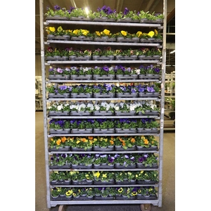 Vio F1 Hybr Mixk 1 Kleur Per Tray