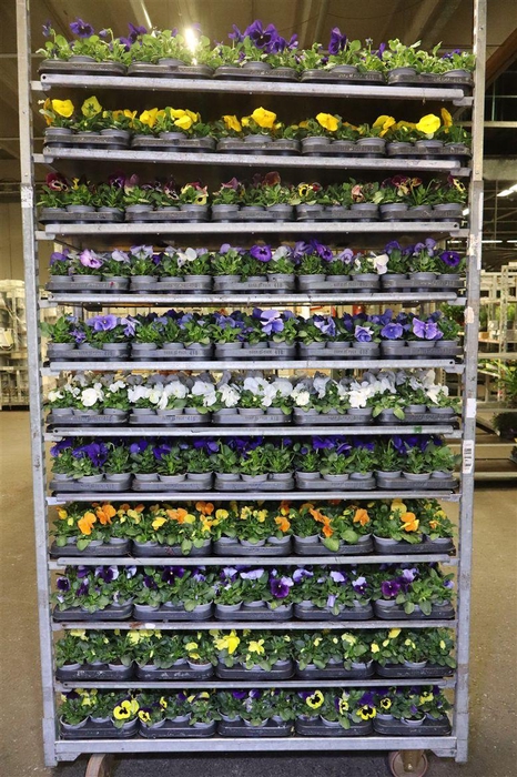 <h4>Vio F1 Hybr Mixk 1 Kleur Per Tray</h4>