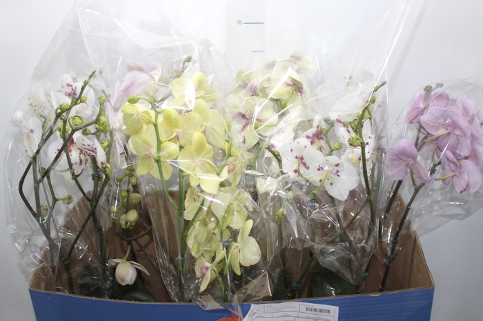 <h4>PHALAENOPSIS P15 2 HT</h4>
