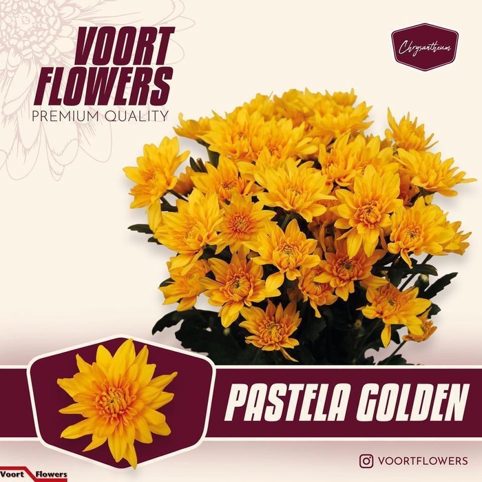 <h4>CHR T PASTELA GOLDEN</h4>