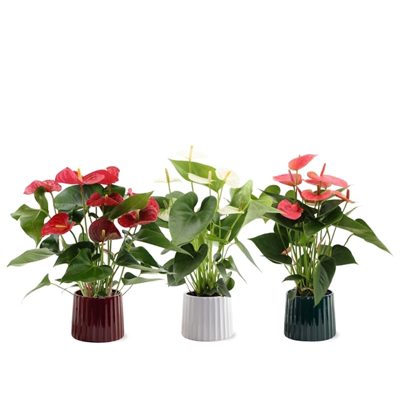 <h4>Anthurium 3 color mix in Sophia ceramics</h4>