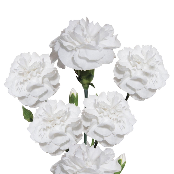 <h4>DI TR ARTIC</h4>