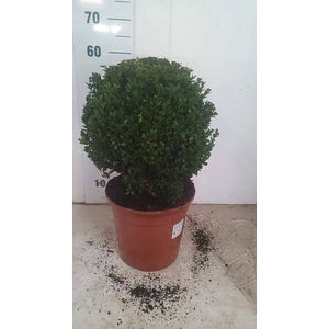 BUXU SEMPERVIRENS