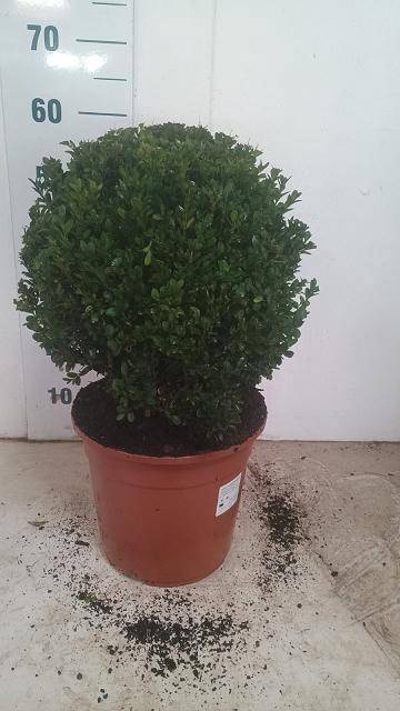 <h4>BUXU SEMPERVIRENS</h4>