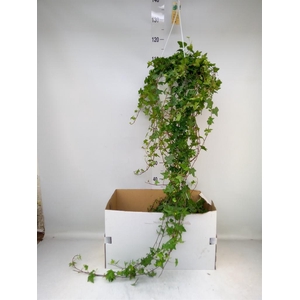 Hedera helix 'Pittsburgh'