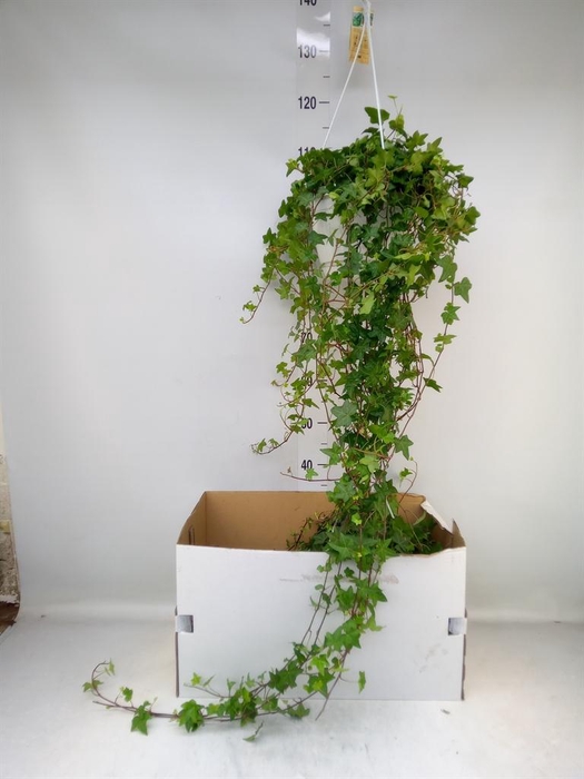 <h4>Hedera helix 'Pittsburgh'</h4>