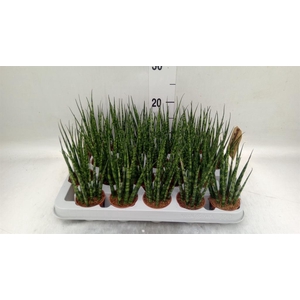 Sansevieria  'Fernwood'